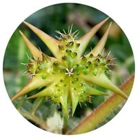 Tribulus Terrestris