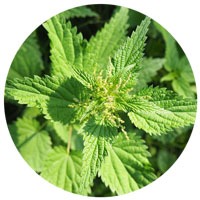 Nettle leaf extract