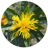 Safflower oil